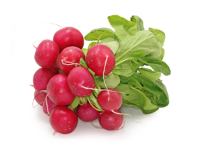 Редис в пучках
