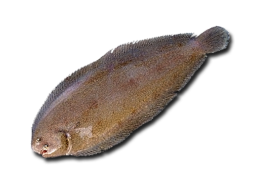 Европейская солея пангасиус. Морской язык камбала. Европейская солея рыба. Овальная рыба. Морской язык польза и вред