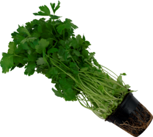 Петрушка в горшочке