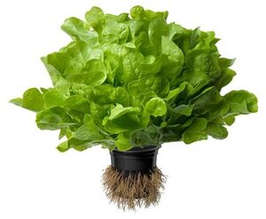 Салат Айсберг