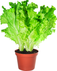 Салат листовой в горшочке
