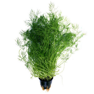 Укроп свежий в горшочке