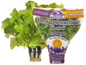 Салат Красный Дуболистный Эксклюзив в горшочке ТМ Агрохолдинг Московский	